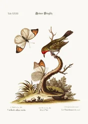 Der grüne Stieglitz, 1749-73